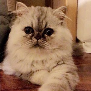 Meet your Posher, Jackson